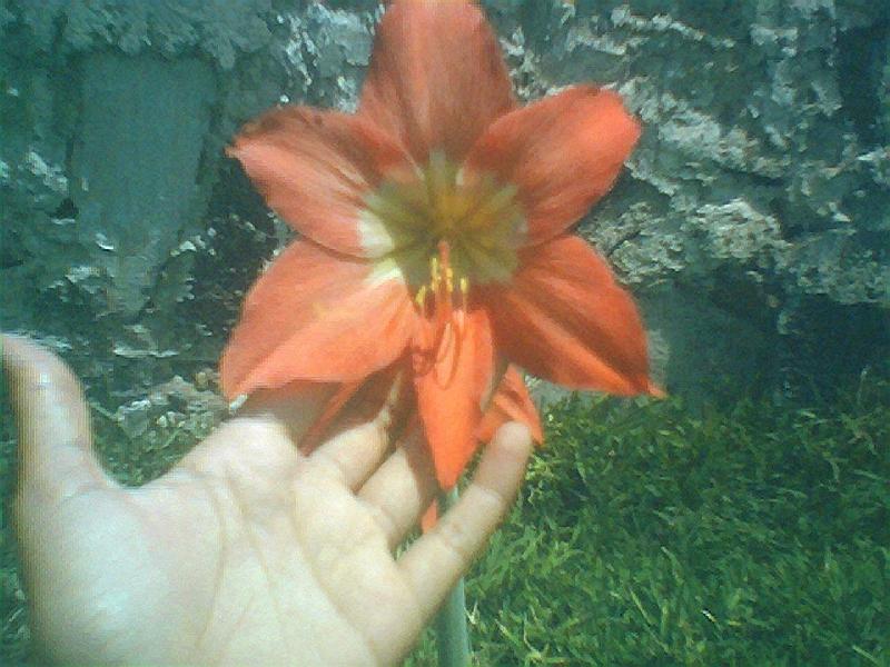 Hippeastrum ferreyae (c) copyright 2010 by Mariano Saviello.  All rights reserved.